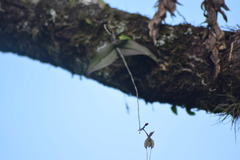 Epidendrum longipetalum