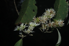 Piptocoma discolor