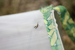 Chloealtis conspersa