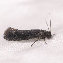 Elatobia carbonella