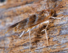Cameraria caryaefoliella