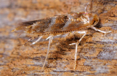 Cameraria caryaefoliella