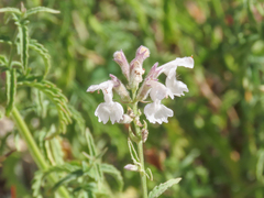 Nepeta nepetella