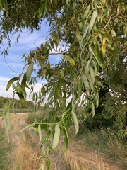 Salix babylonica tortuosa