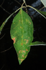Piptocoma discolor