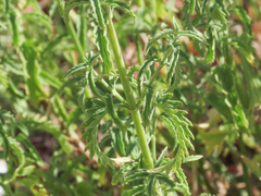 Nepeta nepetella