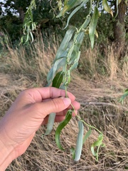Salix babylonica tortuosa