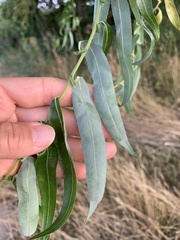 Salix babylonica tortuosa