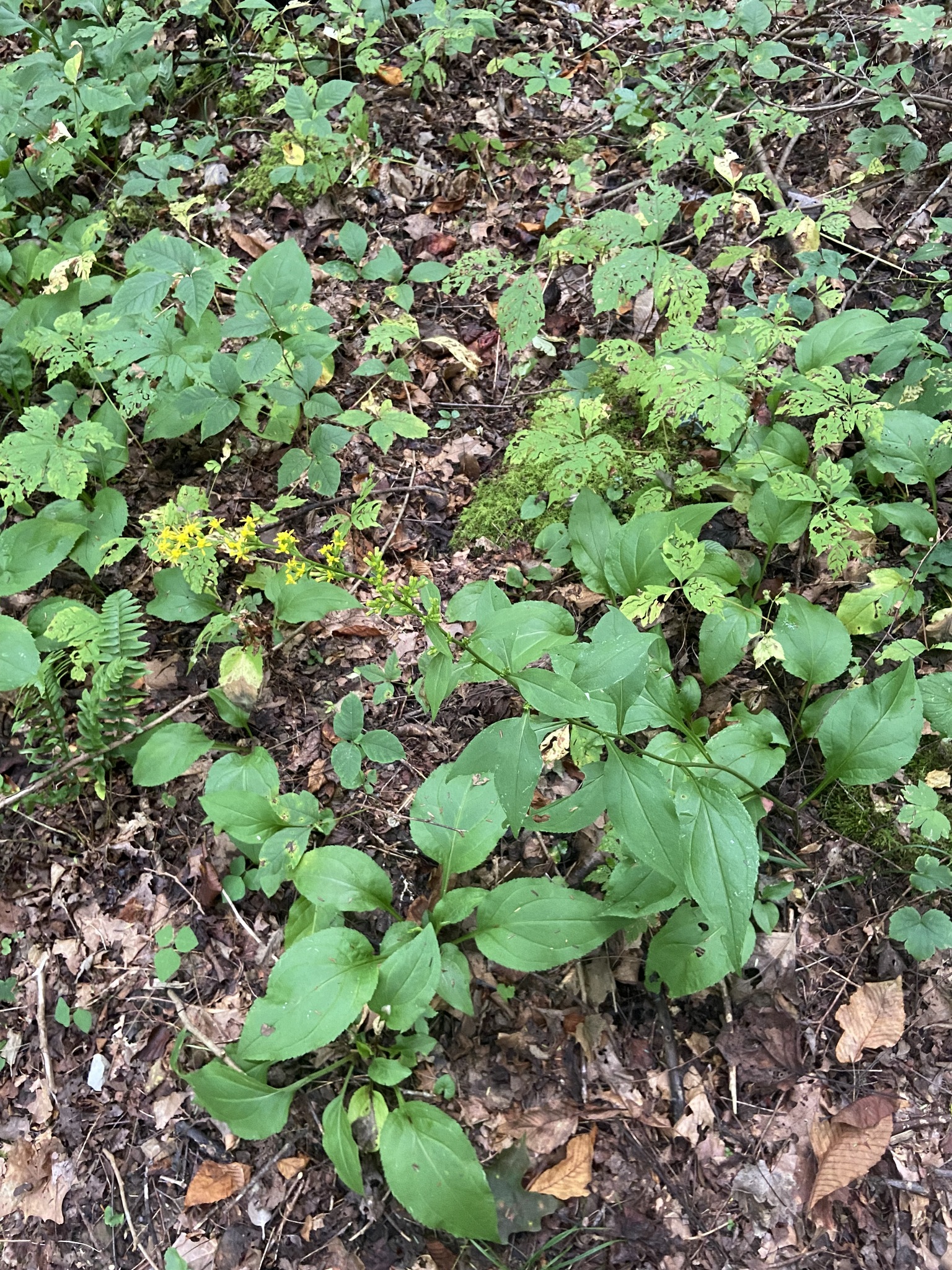 Solidago faucibus
