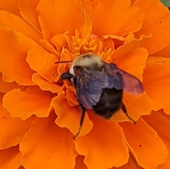 Bombus griseocollis