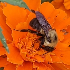 Bombus griseocollis