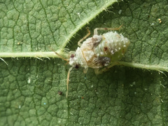 Deraeocoris lutescens