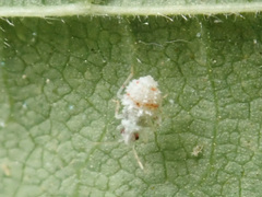 Deraeocoris lutescens