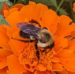 Bombus griseocollis