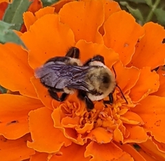 Bombus griseocollis