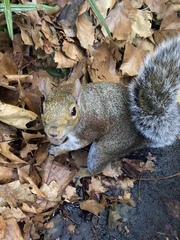 Sciurus carolinensis