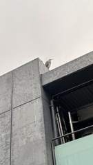 Ardea cinerea