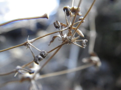 Psammotropha mucronata
