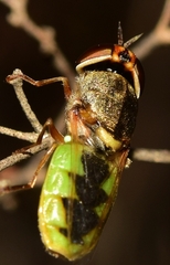 Odontomyia angulata