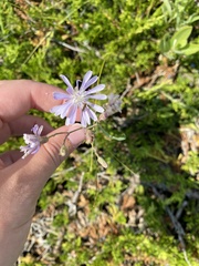 Lactuca pulchella