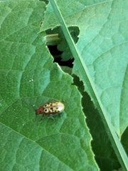 Isotes multipunctata