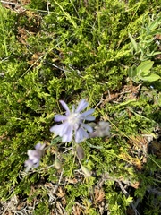 Lactuca pulchella