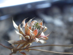 Psammotropha mucronata