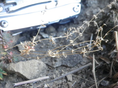 Psammotropha mucronata