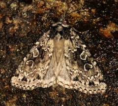 Xestia speciosa