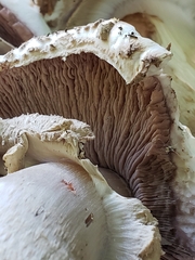 Agaricus bohusii