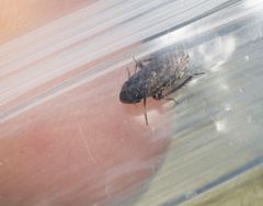 Aphrodinae