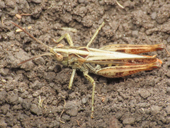 Stenobothrus apenninus