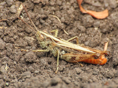 Stenobothrus apenninus