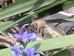Apis mellifera