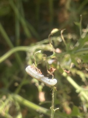 Monostegia