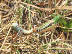 Stenobothrus apenninus