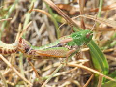 Stenobothrus apenninus