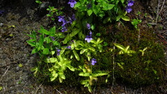 Pinguicula macroceras