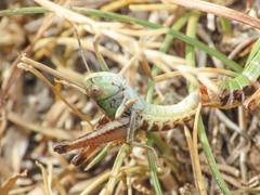 Stenobothrus apenninus