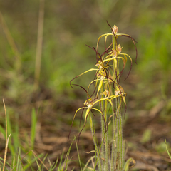 Caladenia xantha