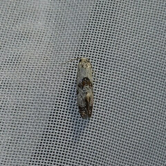 Neocochylis hybridella