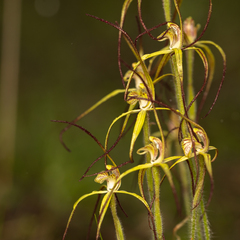 Caladenia xantha
