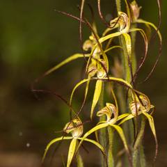 Caladenia xantha