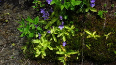 Pinguicula macroceras