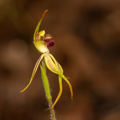 Caladenia longiclavata