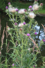 Cirsium vulgare
