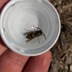 Vespula acadica