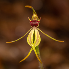 Caladenia longiclavata