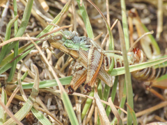 Stenobothrus apenninus