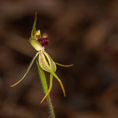 Caladenia longiclavata